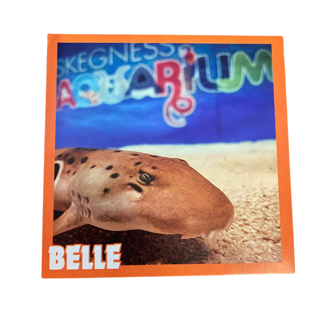 Belle Epaulette Shark Sticker