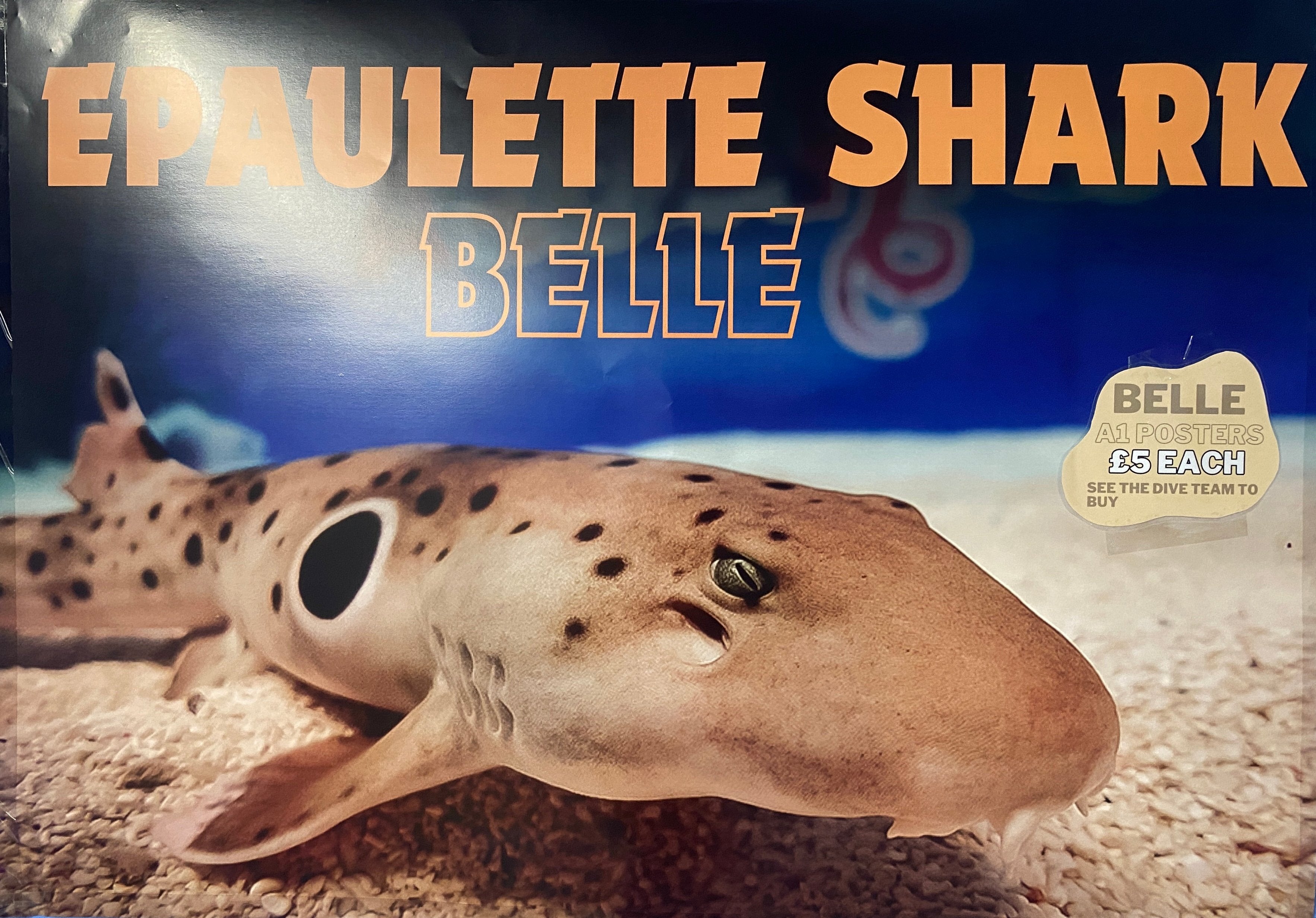 Belle (Epaulette Shark) Poster